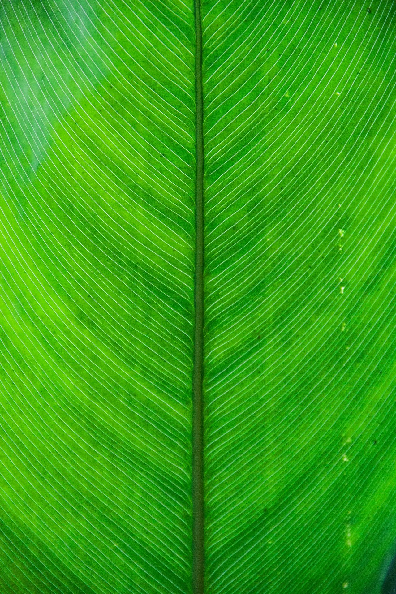 green and white striped textile